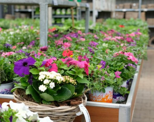 tuincentrum-groenrijk